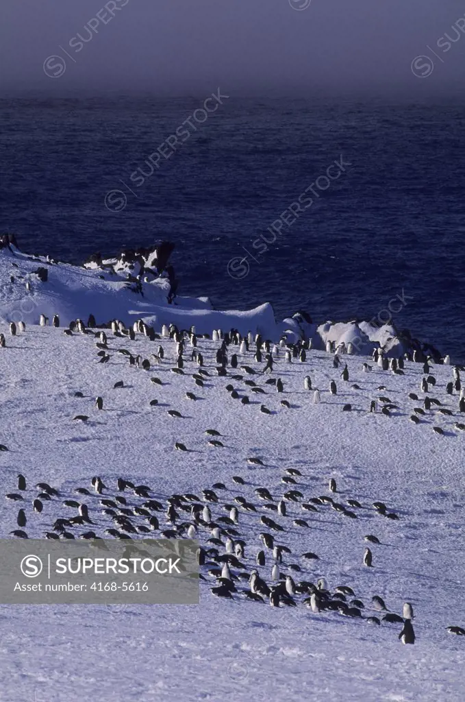 SOUTH SANDWICH ISLANDS, ZAVODOVSKI ISLAND, CHINSTRAP PENGUINS AT NEST SITES IN SPRING WHICH IS STILL COVERED WITH SNOW