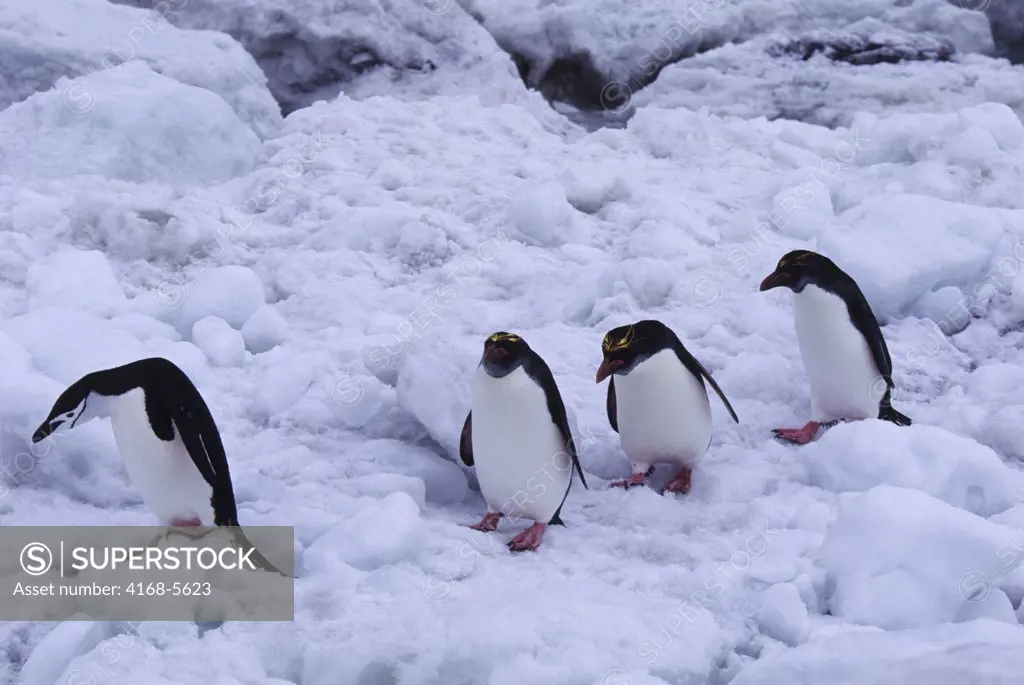 SOUTH SANDWICH ISLANDS, CANDLEMAS ISLAND, CHINSTRAP PENGUIN AND MACARONI PENGUINS ON ICE