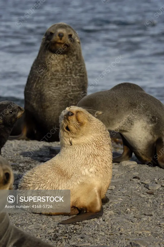 SOUTH GEORGIA ISLAND, STROMNESS BAY, BEACH WITH FUR SEALS, BLONDE PHASE