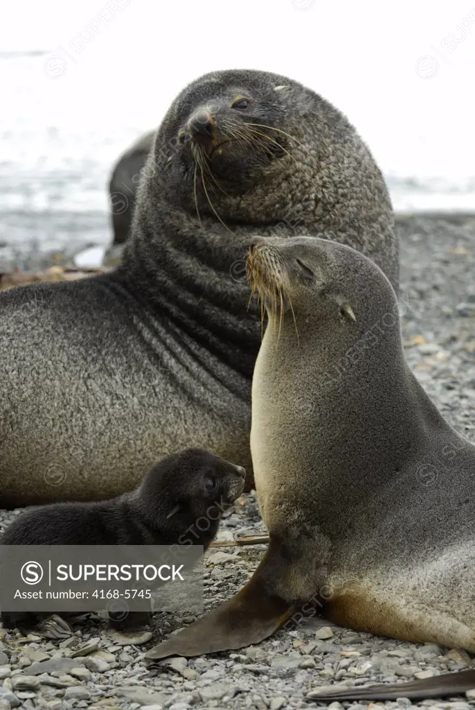 SOUTH GEORGIA ISLAND, GRYTVIKEN, SOUTHERN FUR SEAL FAMILY, MALE, FEMALE AND NEWLY BORN PUP