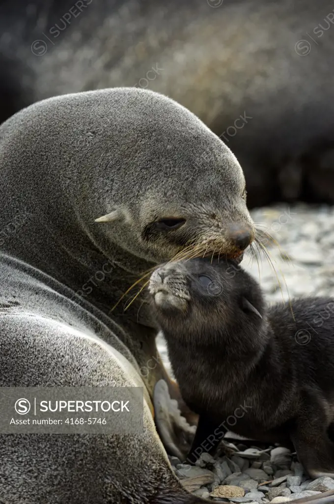 SOUTH GEORGIA ISLAND, GRYTVIKEN, SOUTHERN FUR SEALS, FEMALE WITH NEWLY BORN PUP