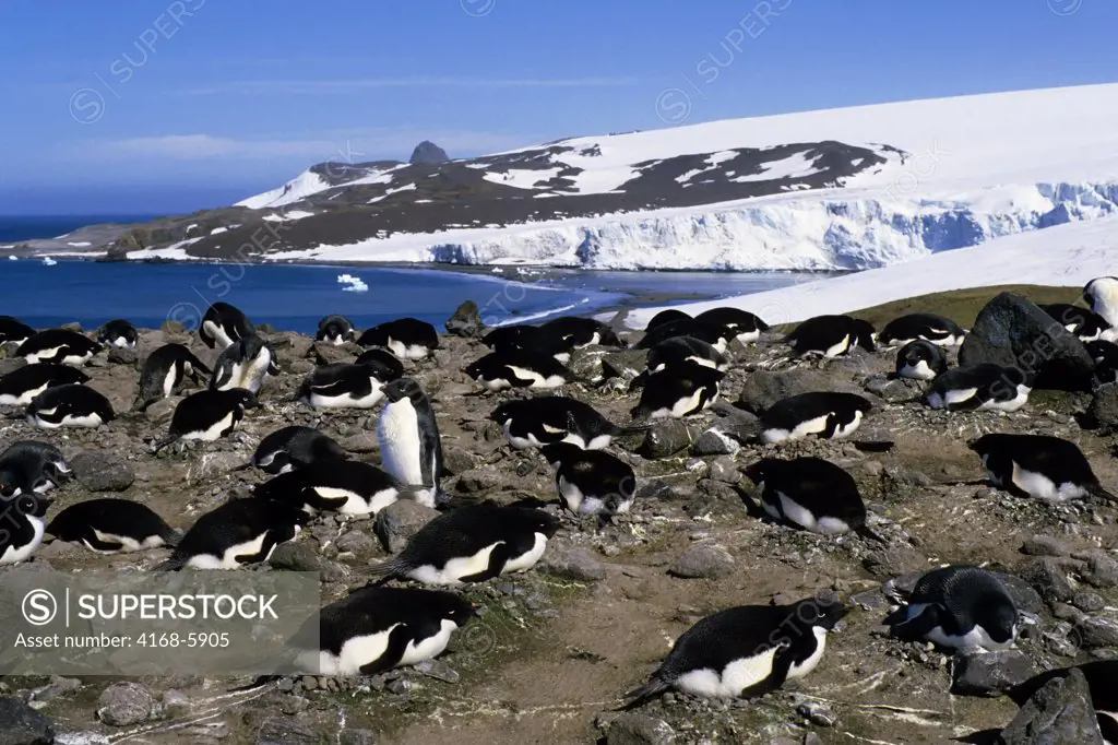 ANTARCTICA, KING GEORGE ISLAND, ADELIE PENGUIN COLONY, PENGUINS INCUBATING EGGS