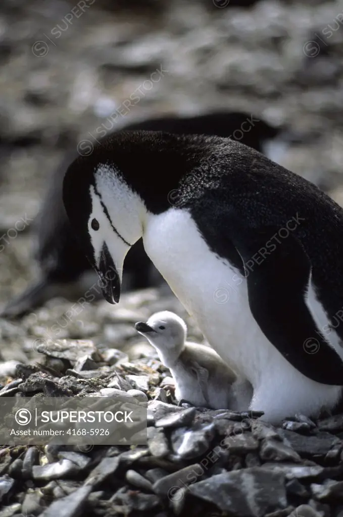 ANTARCTICA, LIVINGSTON ISLAND CHINSTRAP PENGUIN WITH NEWLY HATCHED CHICK
