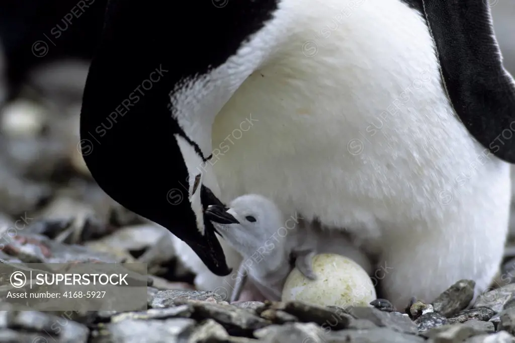 ANTARCTICA, LIVINGSTON ISLAND CHINSTRAP PENGUIN WITH NEWLY HATCHED CHICK BEGGING FOR FOOD