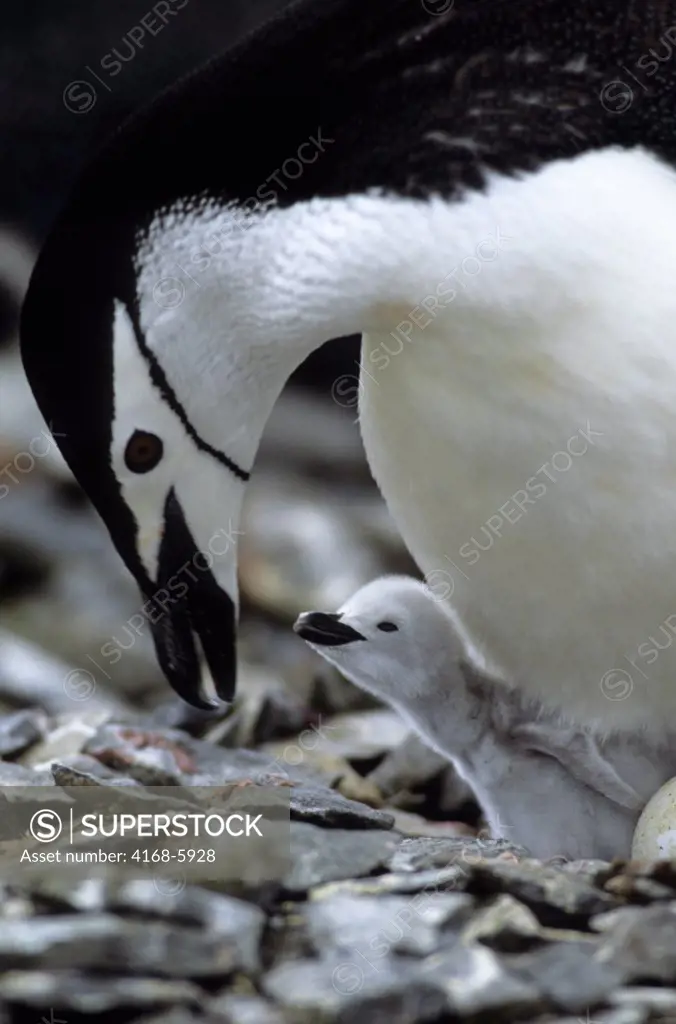 ANTARCTICA, LIVINGSTON ISLAND CHINSTRAP PENGUIN WITH NEWLY HATCHED CHICK BEGGING FOR FOOD