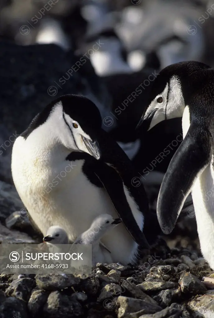 ANTARCTICA, PENGUIN ISLAND, CHINSTRAP PENGUIN PAIR AT NEST WITH NEWLY HATCHED CHICKS
