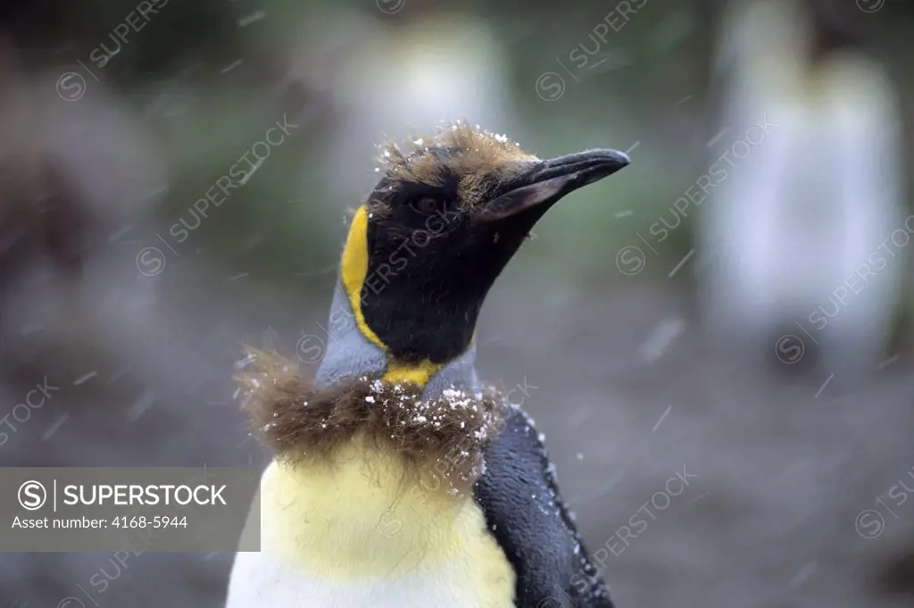 SOUTH GEORGIA, SALISBURY PLAIN, KING PENGUIN COLONY, CHICK ABOUT 11 MONTHS OLD, SNOW
