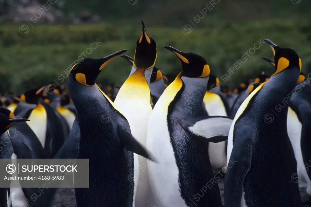 ANTARCTICA, SOUTH GEORGIA, GOLD HARBOUR, KING PENGUIN COLONY, KING PENGUINS