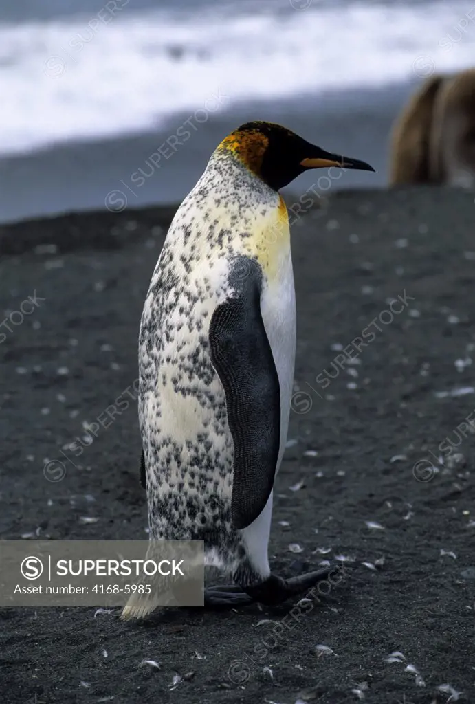 ANTARCTICA, SOUTH GEORGIA, GOLD HARBOUR, KING PENGUIN WITH MARBLED BACK (UNUSUAL COLORATION)