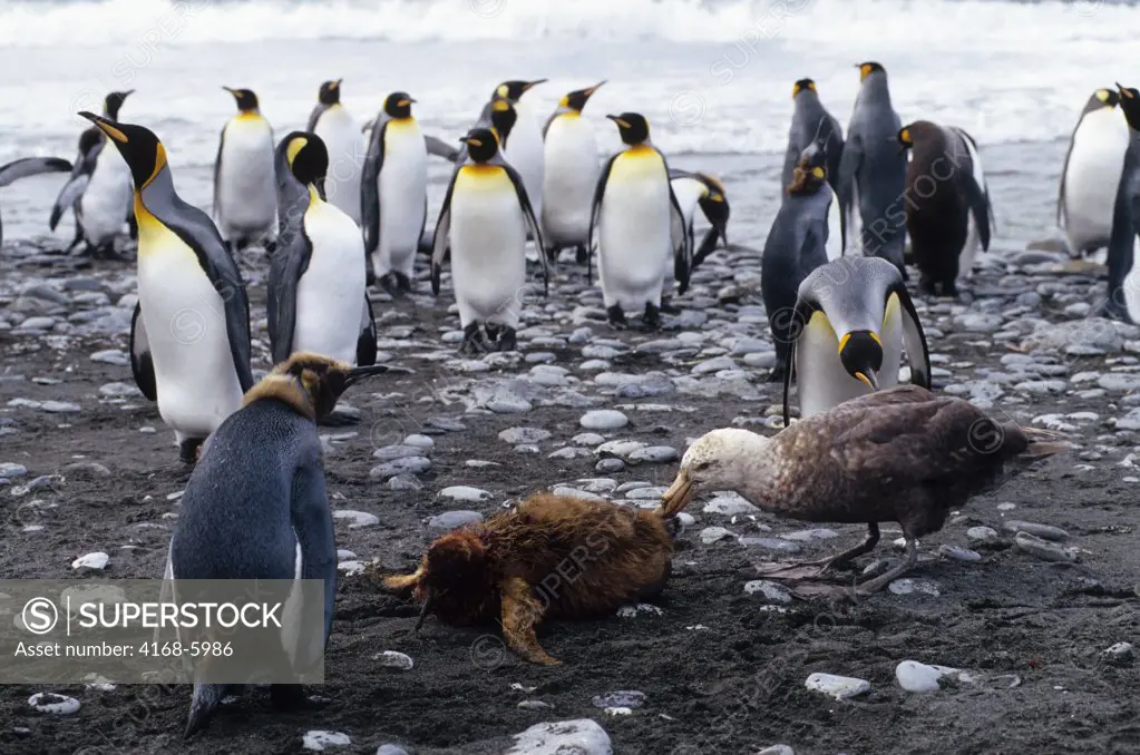 ANTARCTICA, SOUTH GEORGIA, GOLD HARBOUR, KING PENGUIN CHICK BEING KILLED BY GIANT PETREL