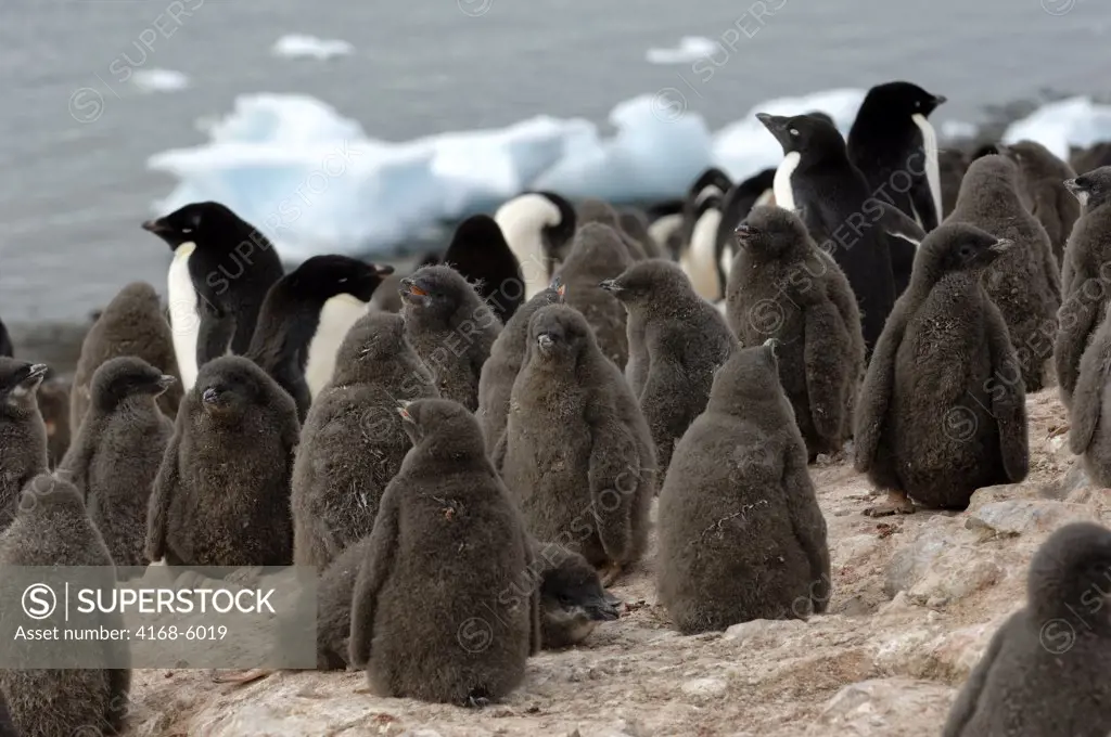 ANTARCTICA, ANTARCTIC PENINSULA, DEVIL ISLAND, ADELIE PENGUIN COLONY WITH CHICKS, CHICKS ABOUT 4 WEEKS