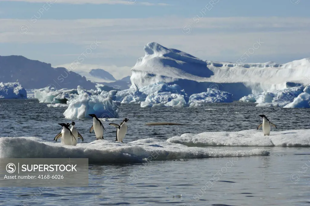 ANTARCTICA, ANTARCTIC PENINSULA, DEVIL ISLAND, ADELIE PENGUINS ON ICE FLOE