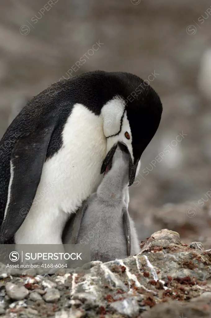 ANTARCTICA, SOUTH ORKNEY ISLANDS, CORONATION ISLAND, CHINSTRAP PENGUIN WITH CHICK, FEEDING