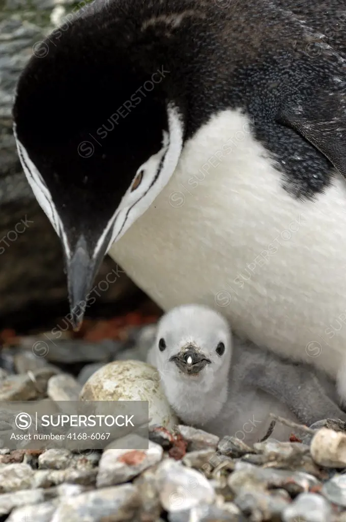 ANTARCTICA, SOUTH ORKNEY ISLANDS, CORONATION ISLAND, CHINSTRAP PENGUIN WITH CHICK AND EGG IN NEST