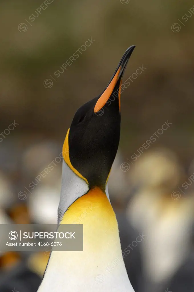 SOUTH GEORGIA ISLAND, GOLD HARBOUR, KING PENGUIN COLONY , KING PENGUIN CALLING