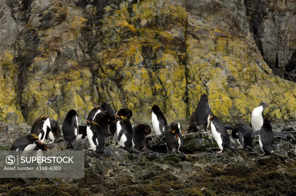 SOUTH GEORGIA ISLAND, HERCULES BAY, MACARONI PENGUINS RESTING ON ROCKS AFTER RETURNING FROM FEEDING AT SEA