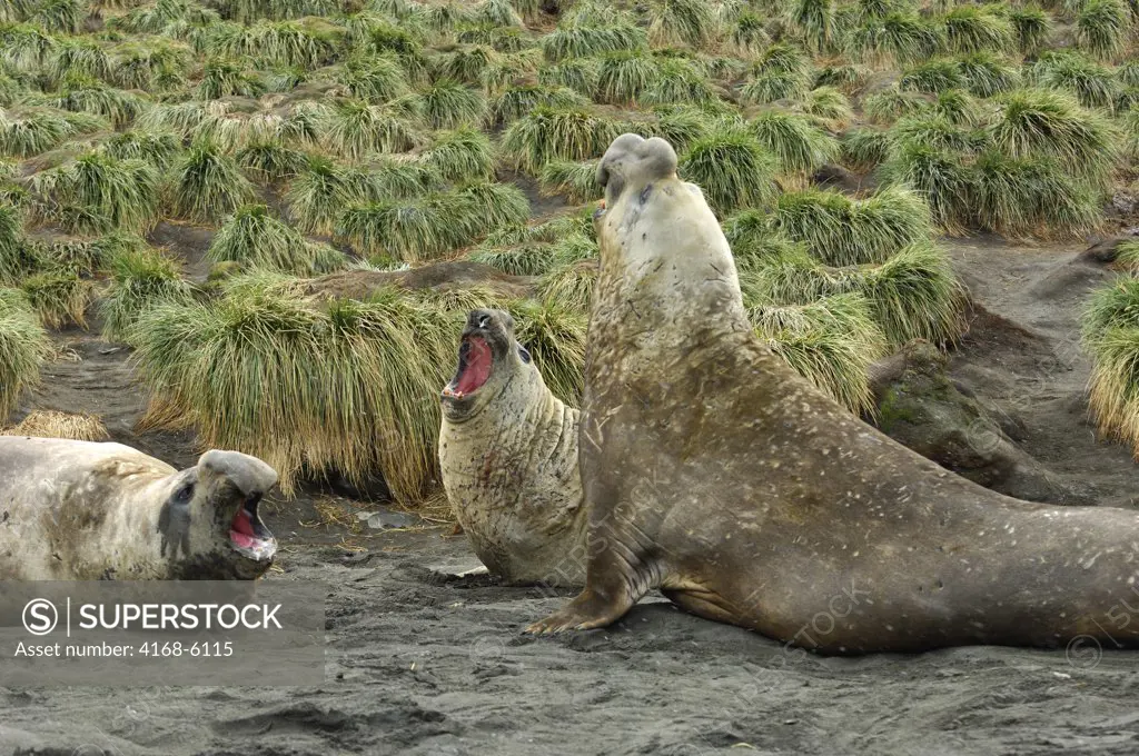 SOUTH GEORGIA ISLAND, GOLD HARBOUR, NON-BREEDING ELEPHANT SEAL MALES PLAY FIGHTING