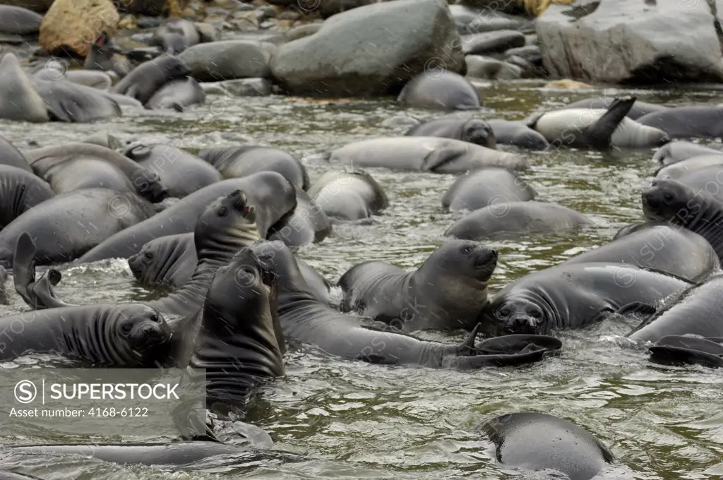 SOUTH GEORGIA ISLAND, GOLD HARBOUR, YOUNG ELEPHANT SEALS ABOUT 4 WEEKS OLD