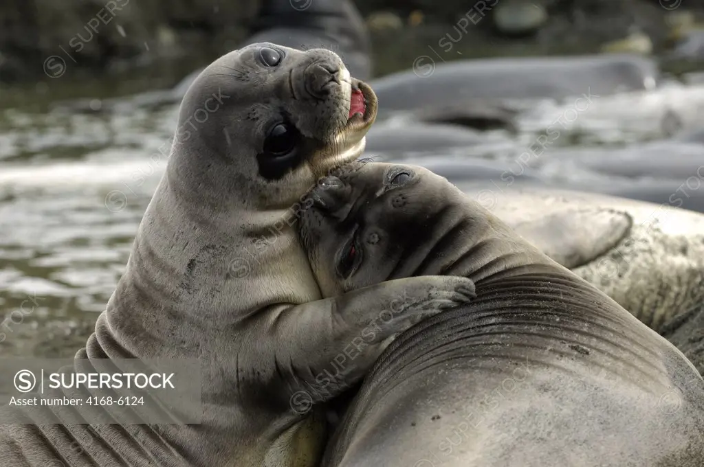 SOUTH GEORGIA ISLAND, GOLD HARBOUR, YOUNG ELEPHANT SEALS ABOUT 4 WEEKS OLD PLAY FIGHTING