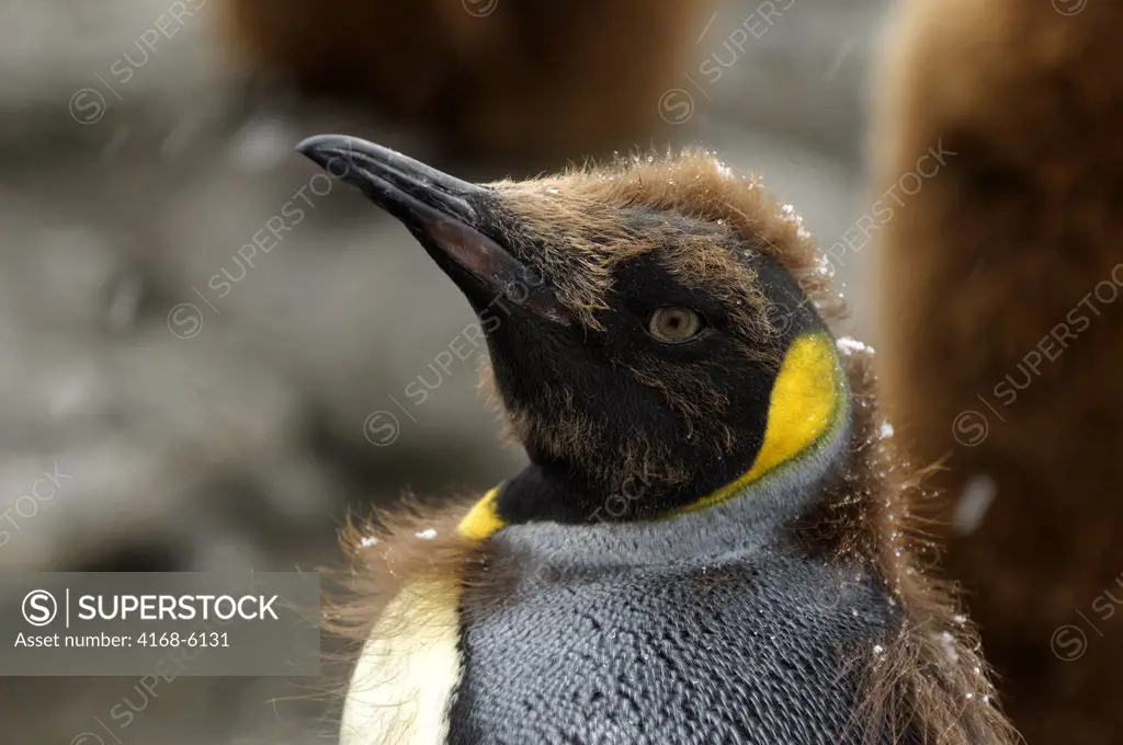 SOUTH GEORGIA ISLAND, GOLD HARBOUR, KING PENGUIN COLONY  (Aptenodytes patagonicus), CHICK ABOUT 11 MONTH OLD, LOOSING FUZZY DOWN FEATHERS