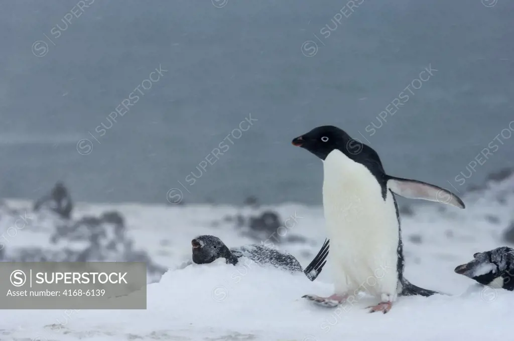 ANTARCTICA, SOUTH SHETLAND ISLANDS, KING GEORGE ISLAND, TURRET POINT, ADELIE PENGUIN COLONY IN STORMY WEATHER, ADELIE PENGUINS (Pygoscelis adeliae) COVERED WITH SNOW, PENGUIN LOOKING FOR NEST