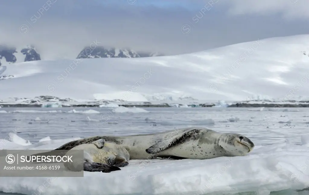 ANTARCTICA, ANTARCTIC PENINSULA, PLENEAU ISLAND, LEOPARD SEAL WITH BABY ON ICEFLOE