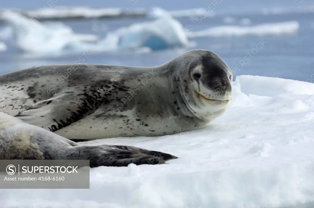 ANTARCTICA, ANTARCTIC PENINSULA, PLENEAU ISLAND, LEOPARD SEAL WITH BABY ON ICEFLOE