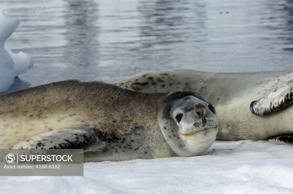 ANTARCTICA, ANTARCTIC PENINSULA, PLENEAU ISLAND, LEOPARD SEAL MOTHER WITH BABY ON ICEFLOE, BABY