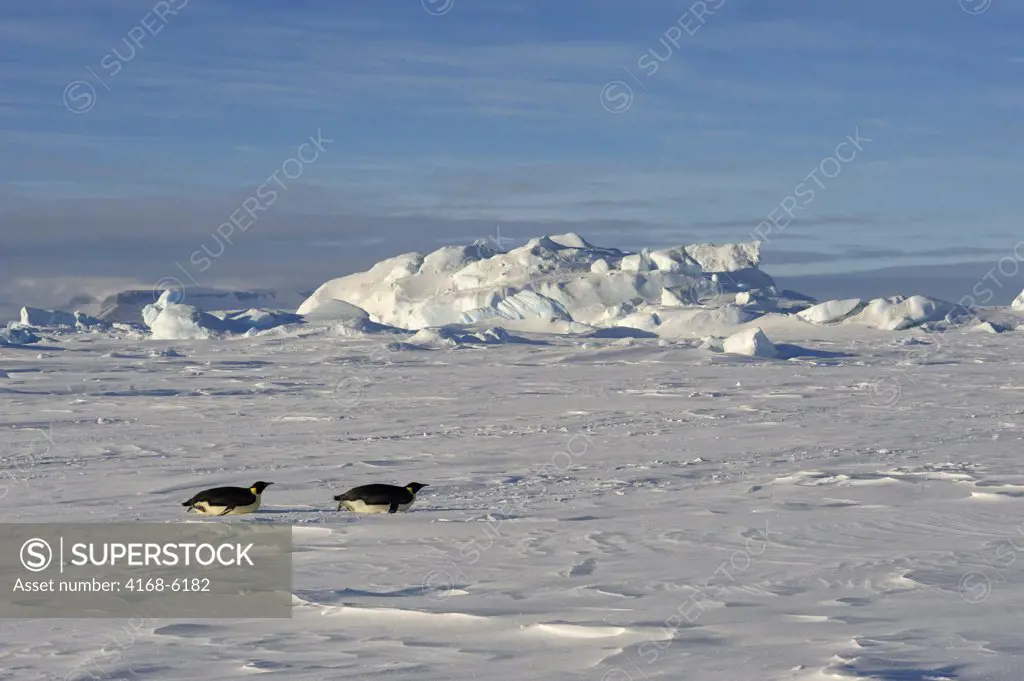 ANTARCTICA, WEDDELL SEA, SNOW HILL ISLAND, EMPEROR PENGUINS Aptenodytes forsteri TOBBOGANING ON FAST ICE