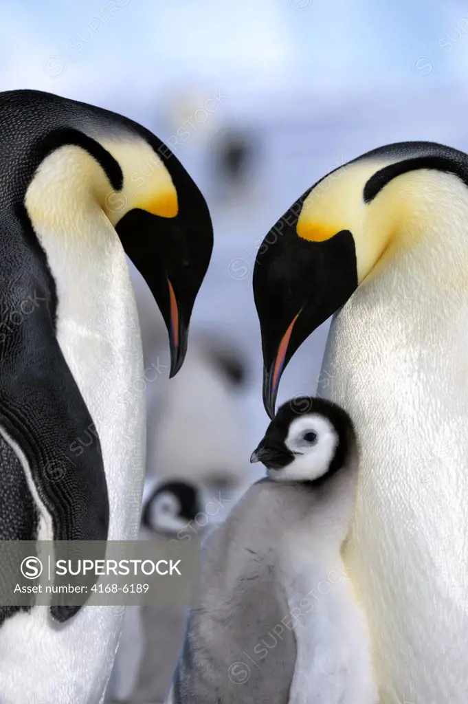 ANTARCTICA, WEDDELL SEA, SNOW HILL ISLAND, EMPEROR PENGUIN COLONY Aptenodytes forsteri, ADULTS WITH CHICK ON FAST ICE