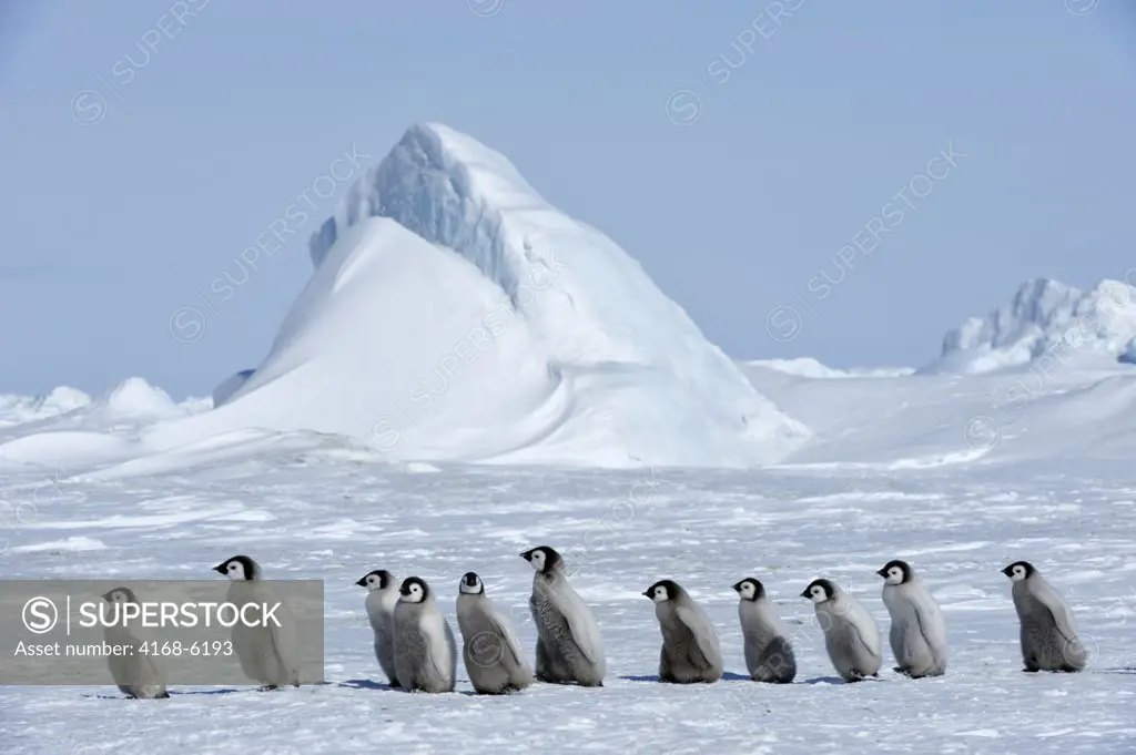 ANTARCTICA, WEDDELL SEA, SNOW HILL ISLAND, EMPEROR PENGUIN COLONY Aptenodytes forsteri, GROUP OFCHICKS WALKING ON FAST ICE