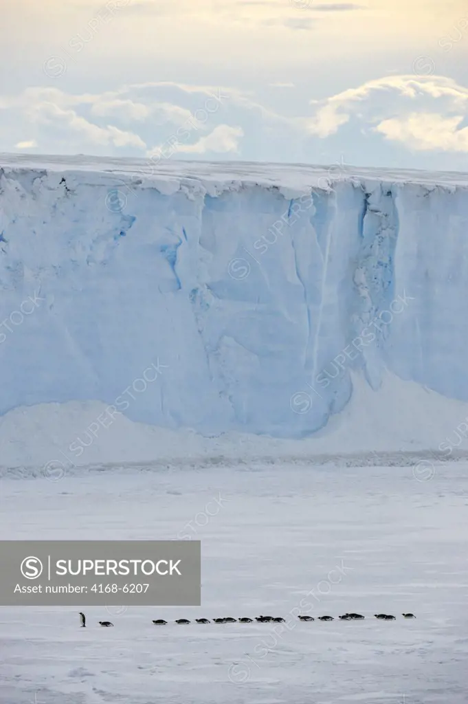 ANTARCTICA, WEDDELL SEA, NEAR SNOW HILL ISLAND, EMPEROR PENGUINS Aptenodytes forsteri ON SEA ICE IN FRONT OF TABULAR ICEBERG ON THE WAY TO OPEN WATER, TOBOGGANING
