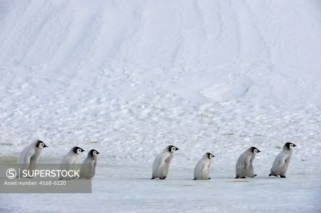 ANTARCTICA, WEDDELL SEA, SNOW HILL ISLAND, EMPEROR PENGUINS Aptenodytes forsteri, GROUP OF CHICKS WALKING ON ICE BETWEEN SATTELITE COLONIES