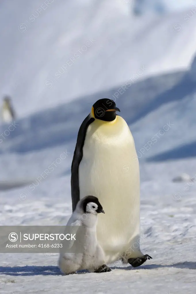 ANTARCTICA, WEDDELL SEA, SNOW HILL ISLAND, EMPEROR PENGUINS Aptenodytes forsteri, ADULT WITH CHICK WALKING OVER ICE