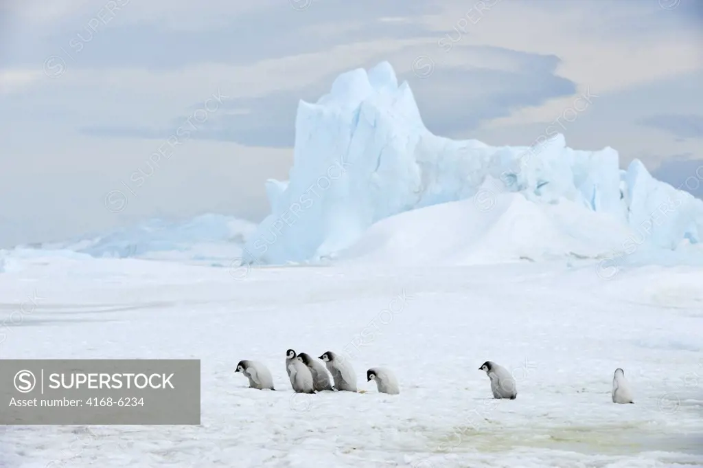 ANTARCTICA, WEDDELL SEA, SNOW HILL ISLAND, EMPEROR PENGUINS Aptenodytes forsteri, GROUP OF PENGUIN CHICKS WALKING ON ICE, ICEBERG IN BACKGROUND