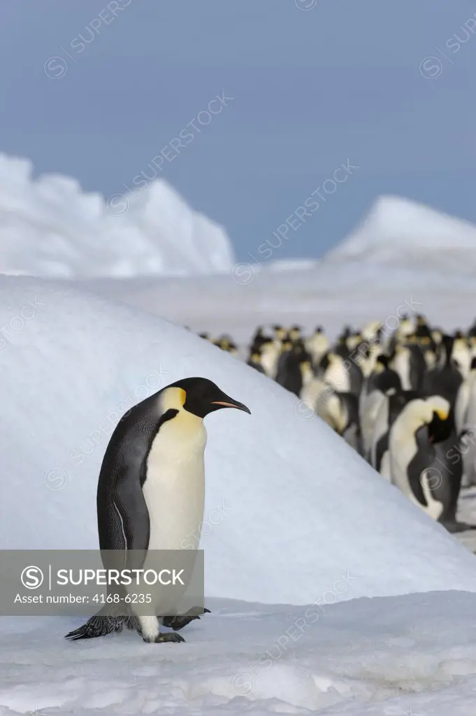 ANTARCTICA, WEDDELL SEA, SNOW HILL ISLAND, EMPEROR PENGUINS Aptenodytes forsteri, ADULT PENGUIN WALKING ON ICE