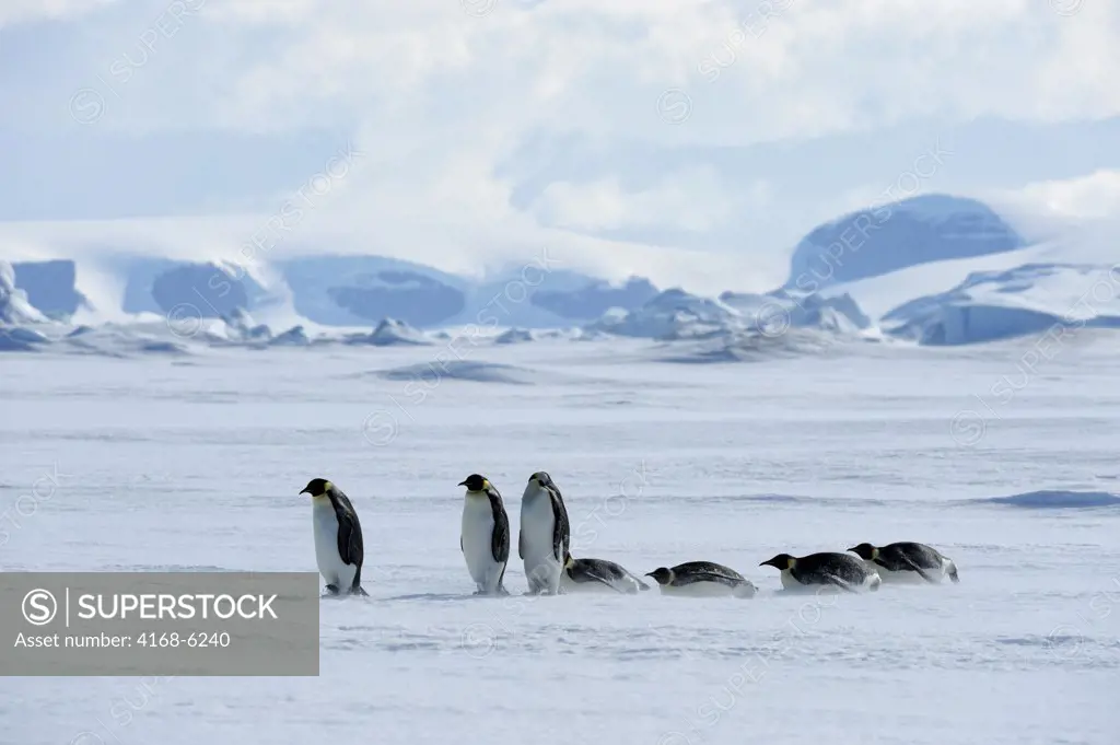 ANTARCTICA, WEDDELL SEA, SNOW HILL ISLAND, EMPEROR PENGUINS Aptenodytes forsteri, ADULT PENGUINS TOBOGGANING/WALKING OVER ICE