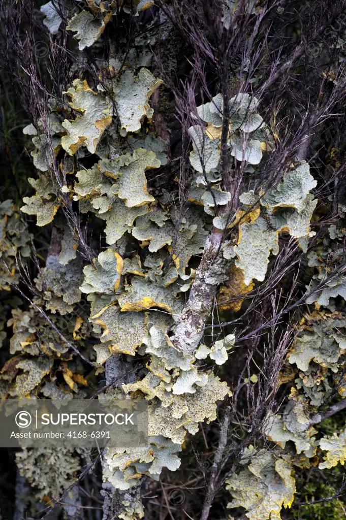 NEW ZEALAND, SUB-ANTARCTICA, CAMPBELL ISLAND, RATA FOREST, TREES COVERED WITH LICHENS, CLOSE-UP