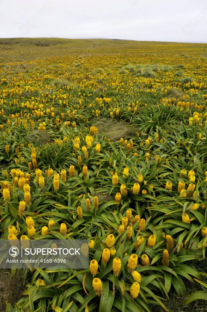 NEW ZEALAND, SUBANTARCTICA, ENDERBY ISLAND, FIELD OF YELLOW BULBINELLA ROSSII FLOWERS (MEGAHERBS)