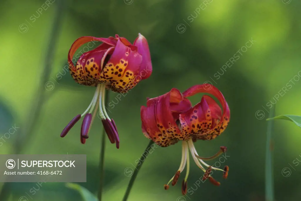 usa, washington, bellevue, leopard lily (lilium pardalinum)