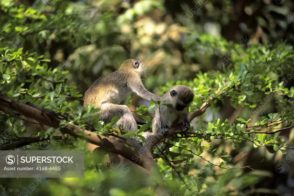 kenya, amboseli national park, vervet monkeys, young at play