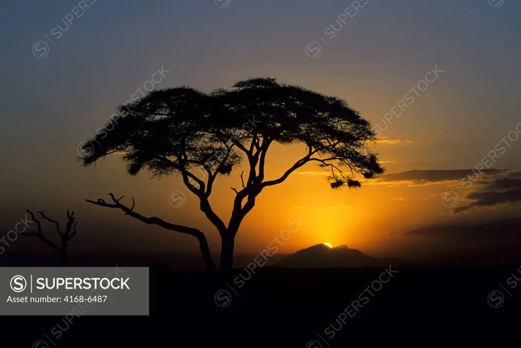 kenya, amboseli national park, sunset, acacia tree