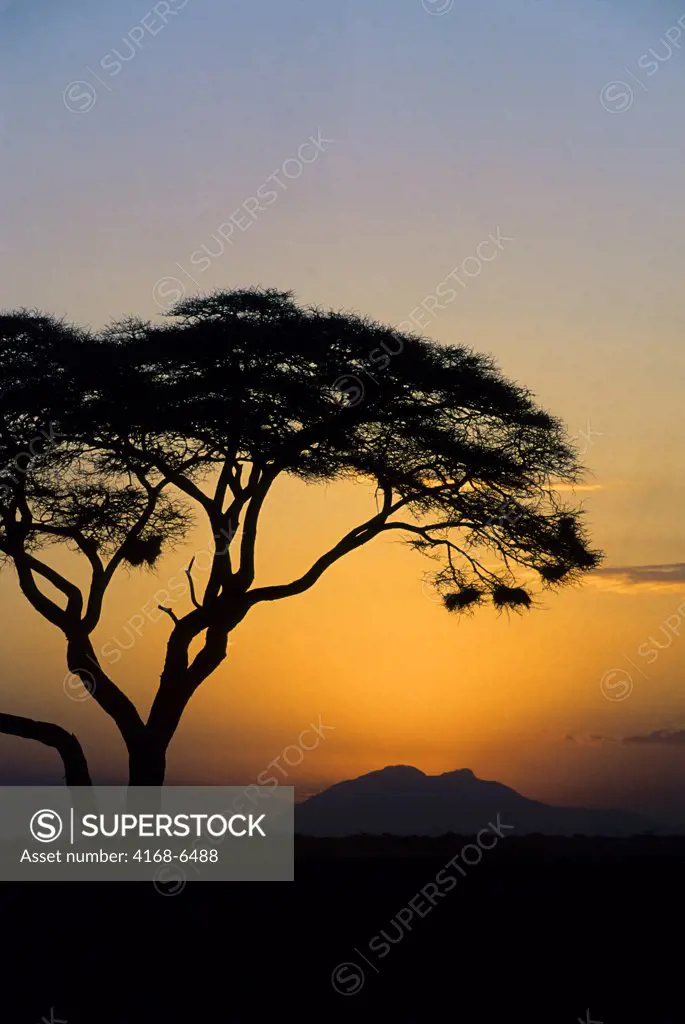 kenya, amboseli national park, sunset, acacia tree