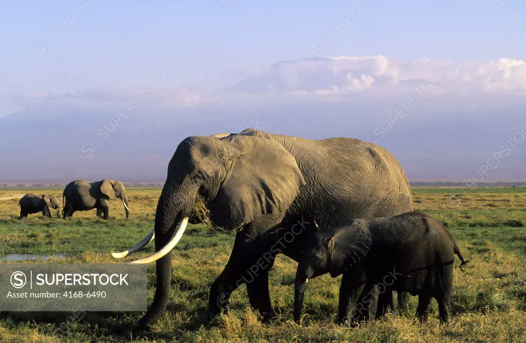 kenya, amboseli national park, elephant cow with baby