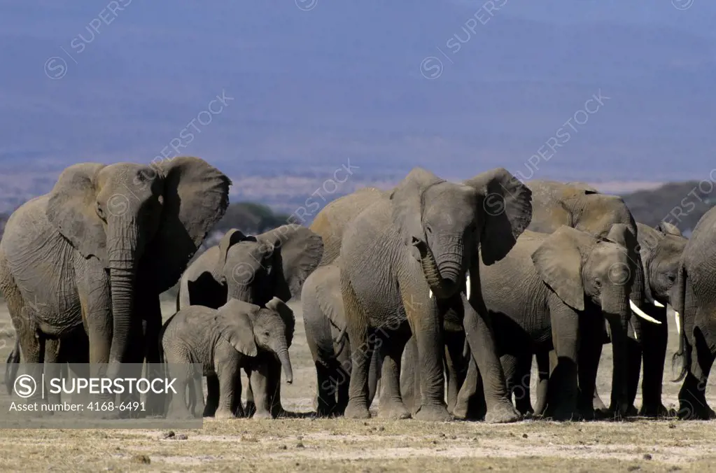kenya, amboseli national park, elephant herd