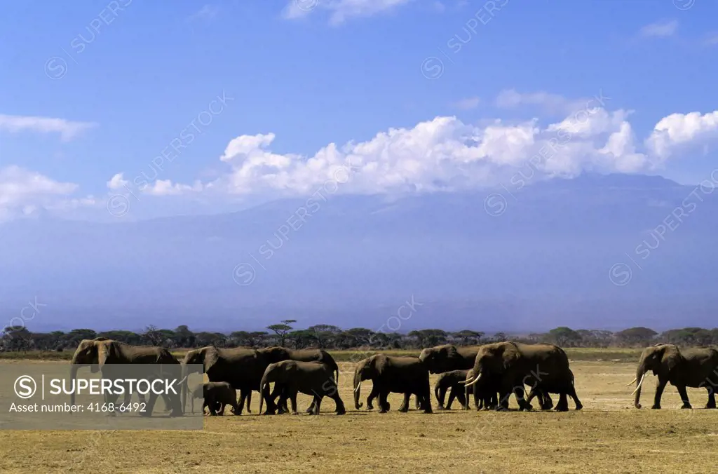 kenya, amboseli national park, elephant herd, mt. kilimanjaro in background