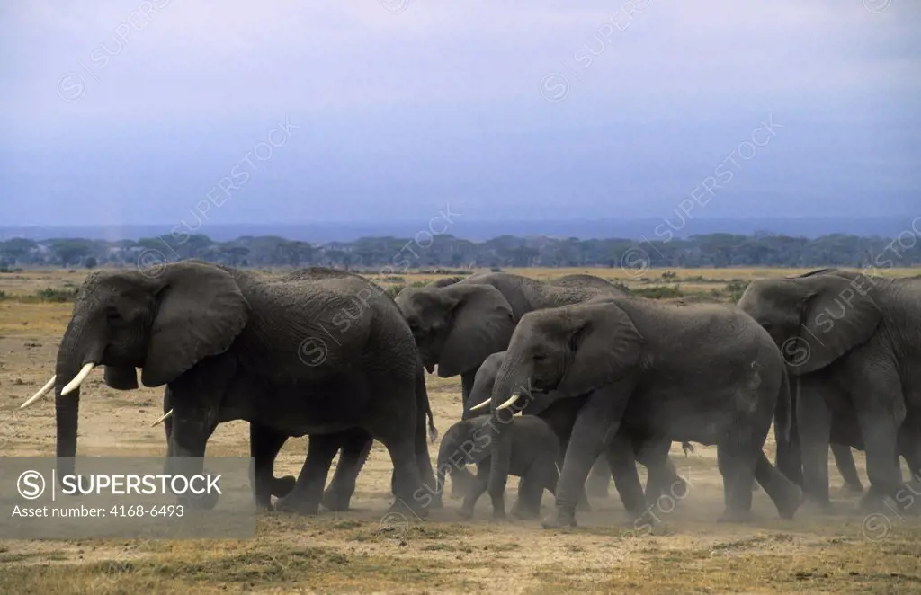 kenya, amboseli national park, elephant herd