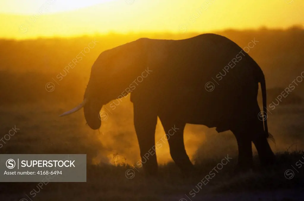 kenya, amboseli national park, elephant, sunset