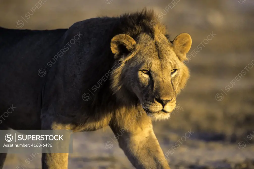 kenya, amboseli national park, male lion