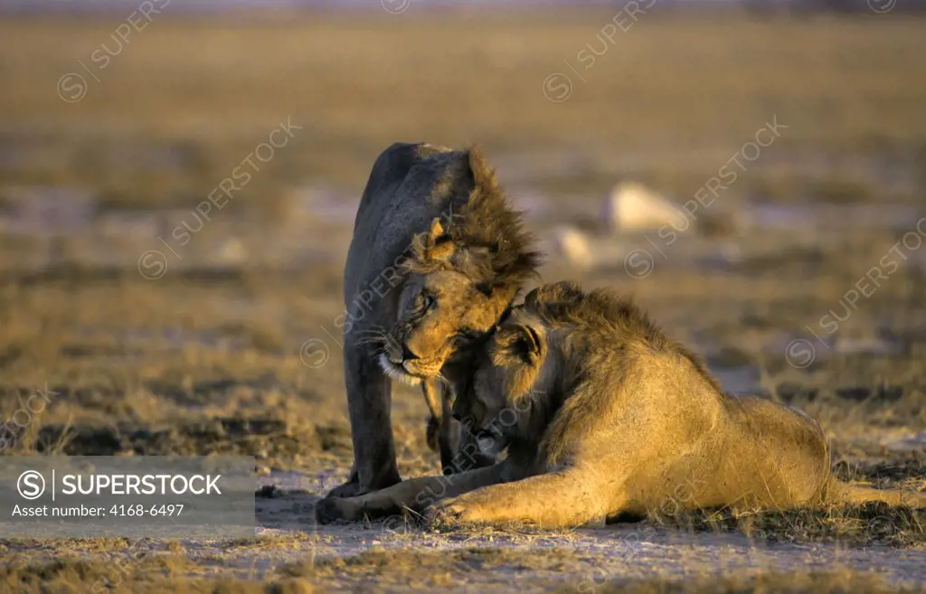 kenya, amboseli national park, lions greeting